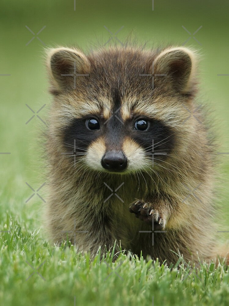 Cute Baby Raccoon Animal by TheWildFlix