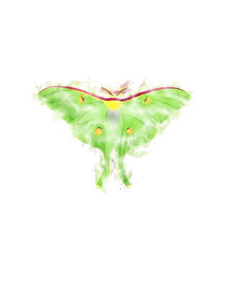 Luna Moth Watercolour Artwork by Typeglyphs