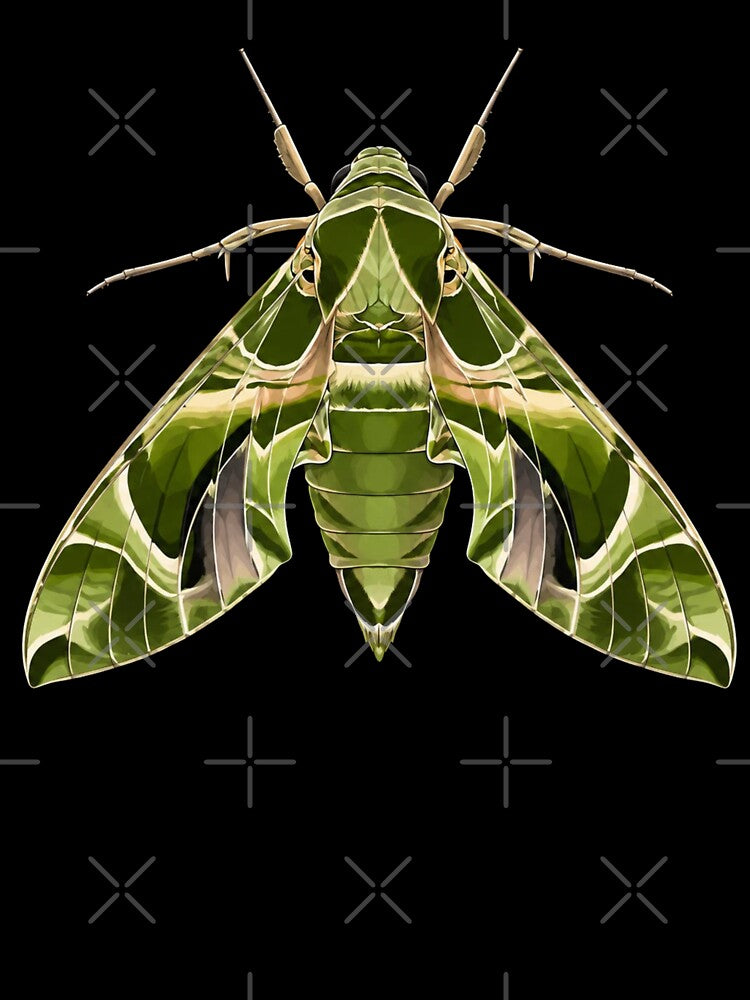 Oleander Hawk Moth Daphnis nerii Cartoon Style by Harpagann