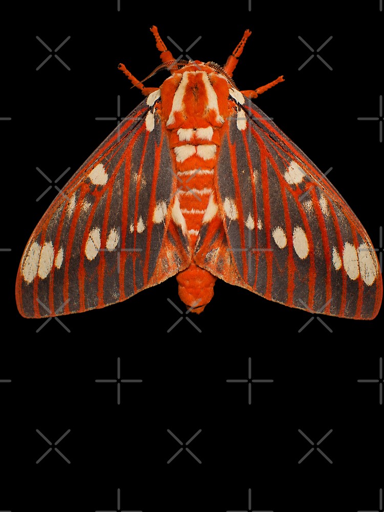 Regal Moth Citheronia regalis Realistic Style by Harpagann