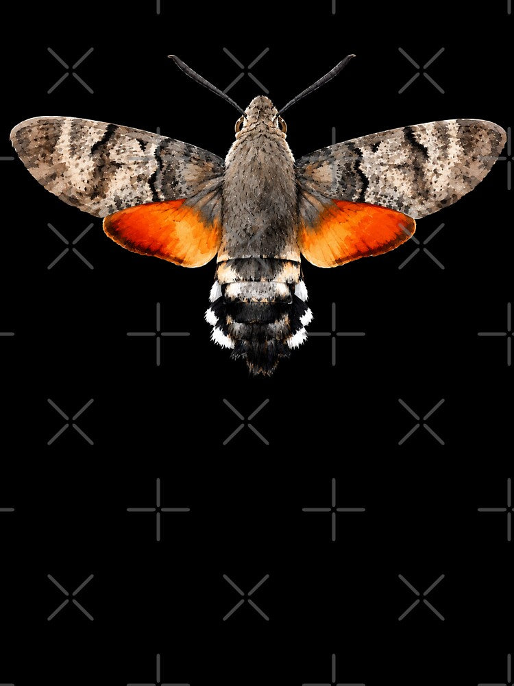 Hummingbird Hawk Moth Macroglossum stellatarum Cartoon Style by Harpagann