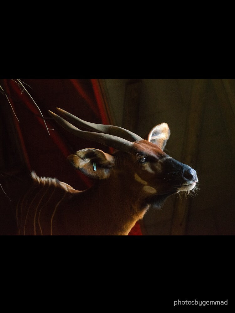 Mountain Bongo in shadow by photosbygemmad