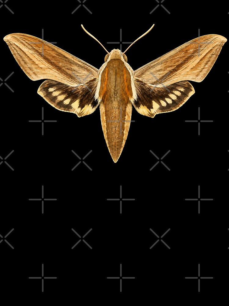 Tersa Sphinx Moth Xylophanes Tersa Watercolor Style by Harpagann