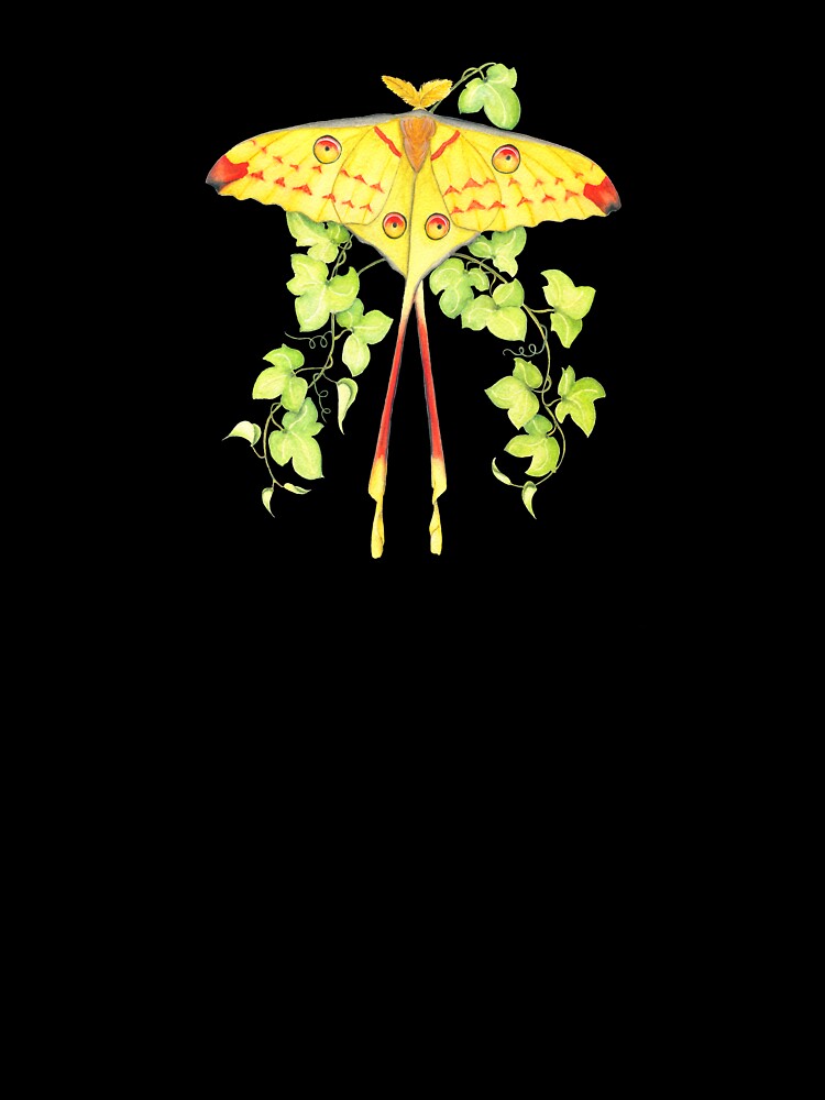 Comet moth, Madagascar moon moth by ColorSplendor