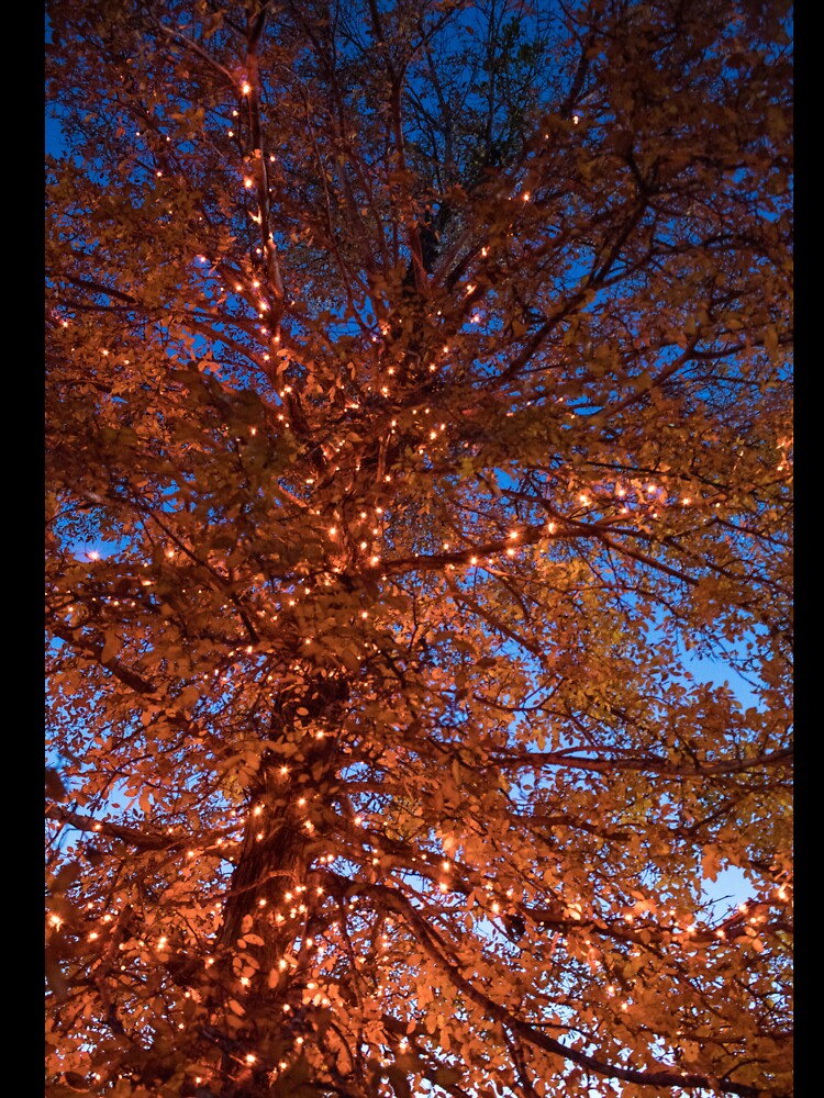 Magic in the Trees by Jacquelie