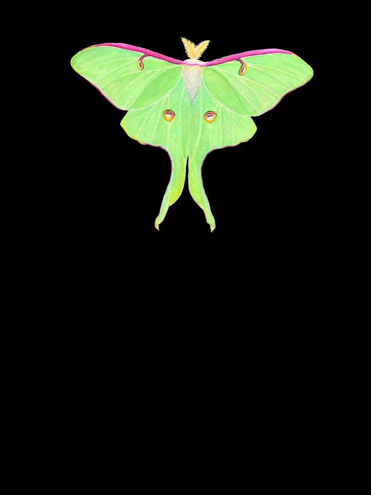 Luna moth by ColorSplendor