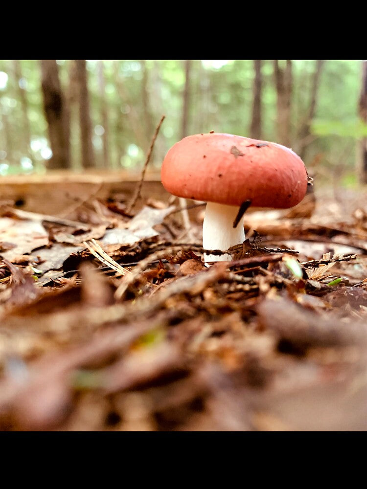 Mushroom by Kelly O'Neill