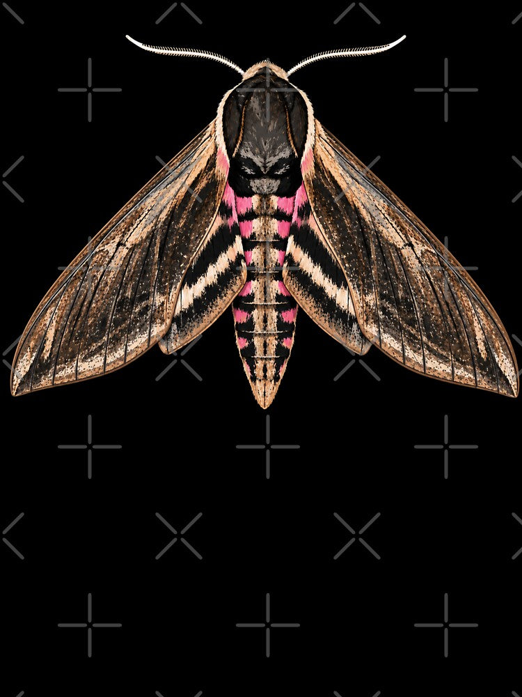 Privet Hawk Moth Sphinx Ligustri Cartoon Style by Harpagann