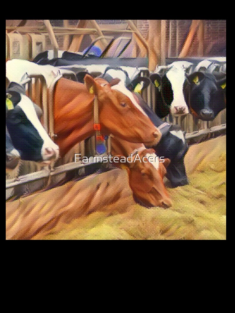 Brown black and white cows eating hay at dinner time by FarmsteadAcers