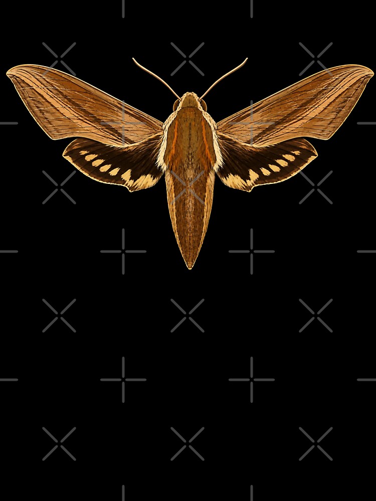 Tersa Sphinx Moth Xylophanes Tersa Cartoon Style by Harpagann