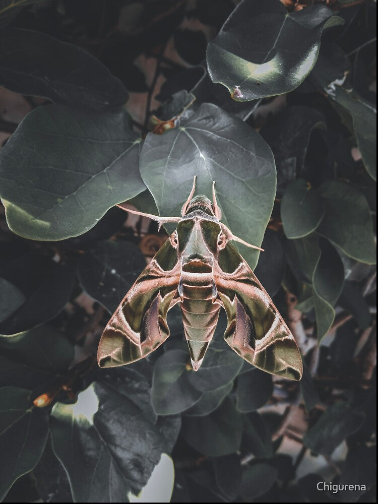 Oleander Hawk Moth by Chigurena