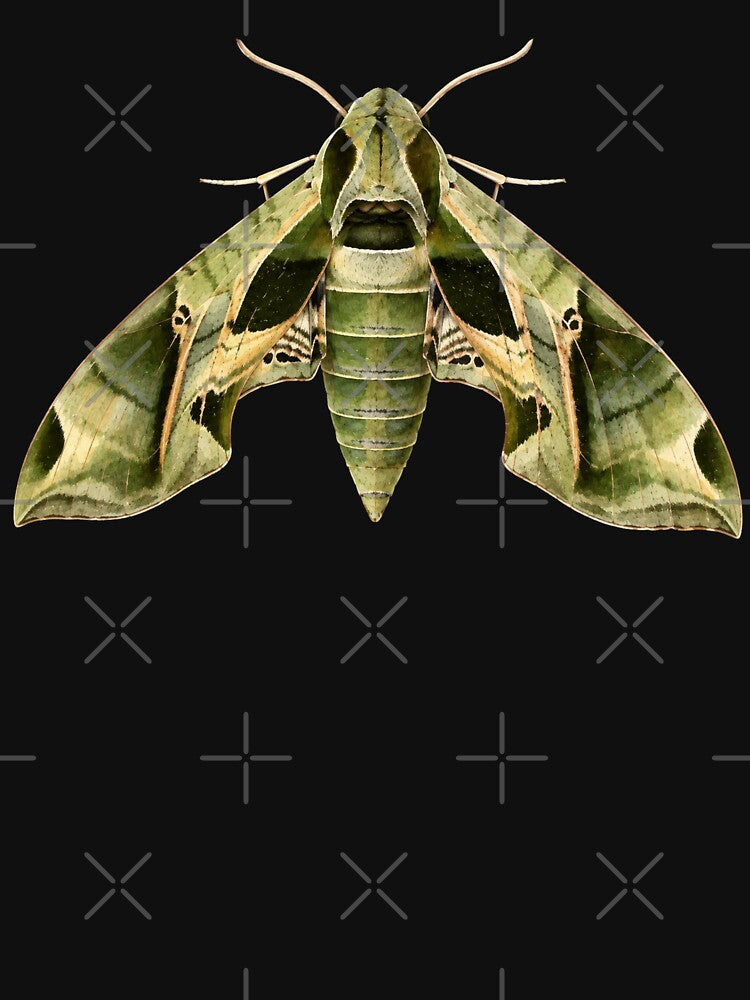 Pandora Sphinx Moth Eumorpha Pandorus Watercolor Style by Harpagann