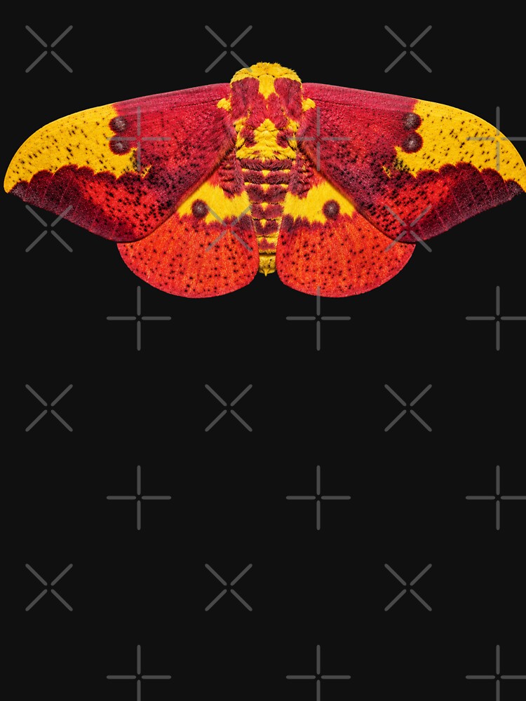 Imperial Moth Eacles imperialis Realistic Style by Harpagann