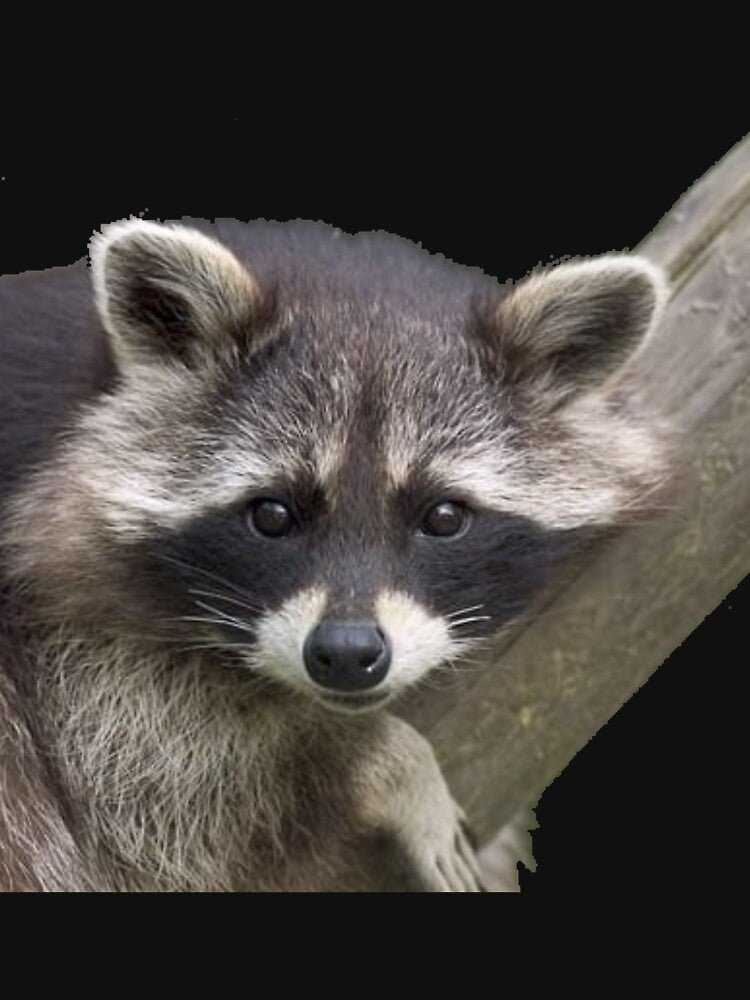 Cute and small raccoon lovers by World100