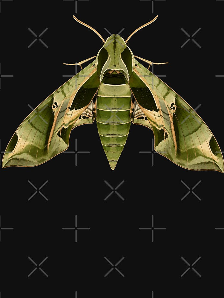 Pandora Sphinx Moth Eumorpha Pandorus Cartoon Style by Harpagann