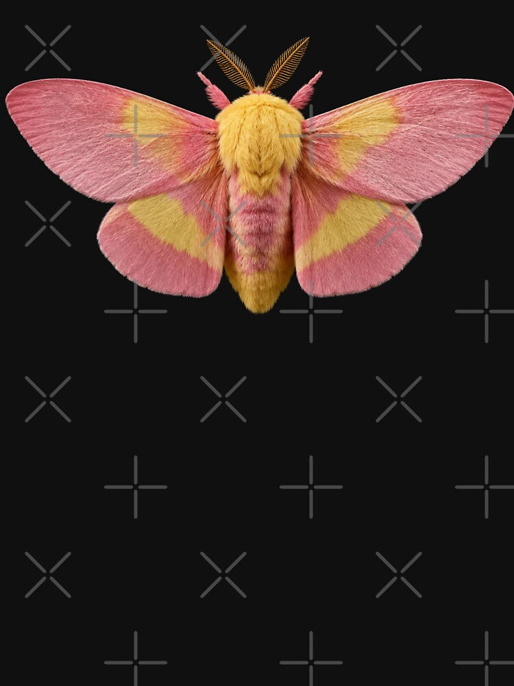 Rosy Maple Moth | Dryocampa rubicunda by Harpagann