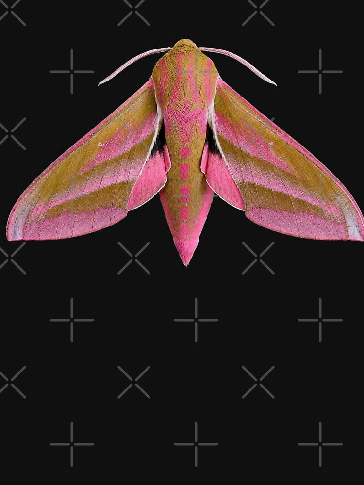 Elephant Hawk Moth – Deilephila elpenor by Harpagann