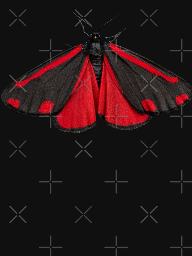 Cinnabar Moth Tyria jacobaeae Cartoon Style by Harpagann