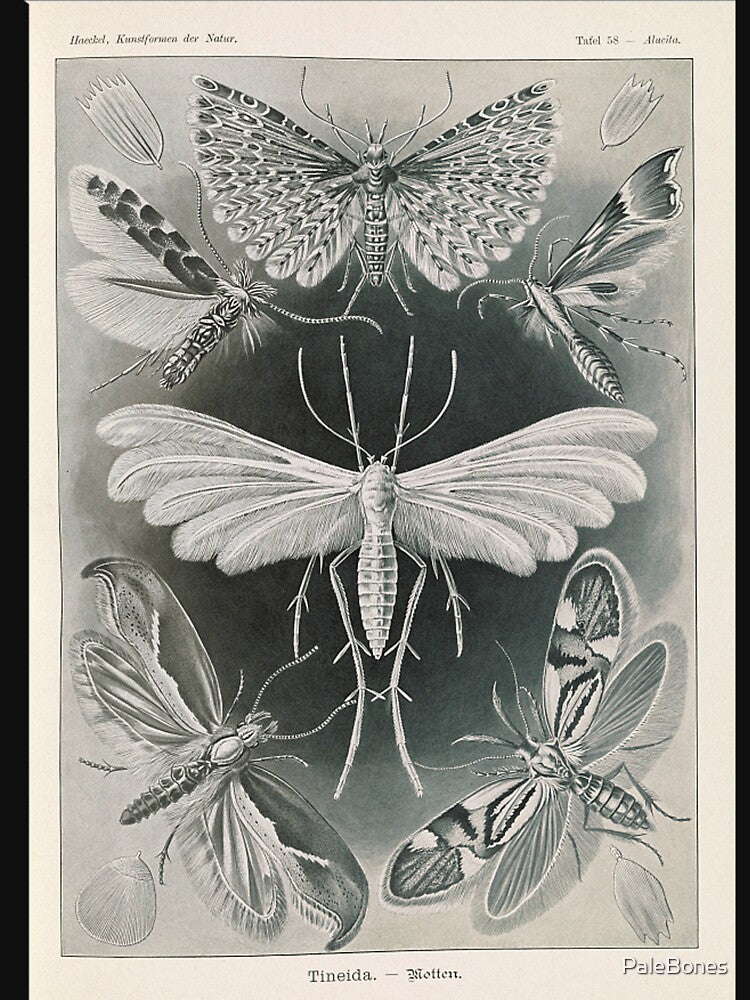 Vintage Moth Poster by PaleBones