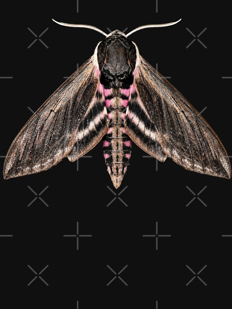 Privet Hawk Moth Sphinx Ligustri Realistic Style by Harpagann