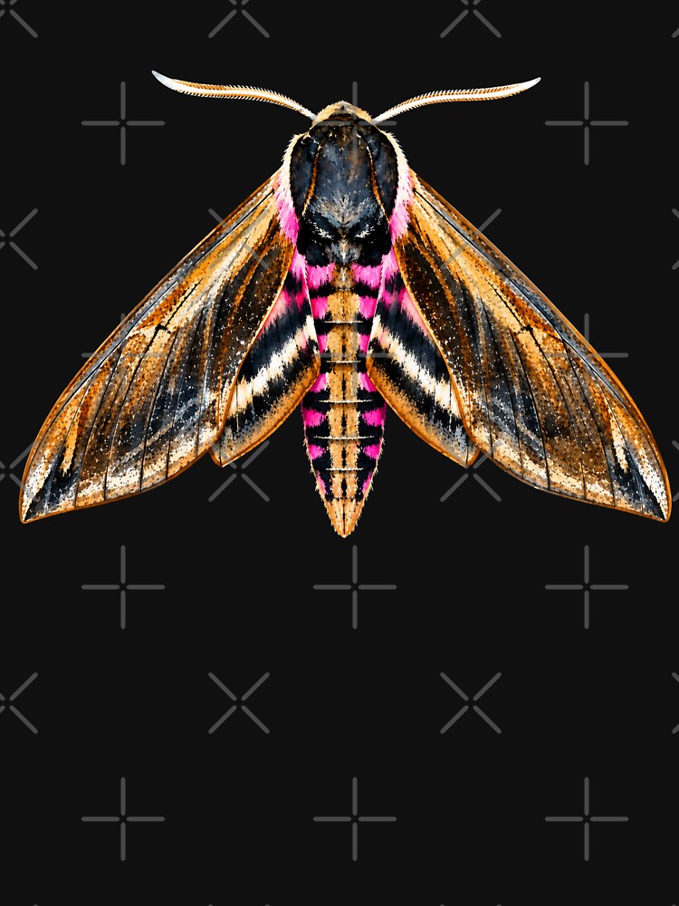 Privet Hawk Moth Sphinx Ligustri Watercolor Style by Harpagann