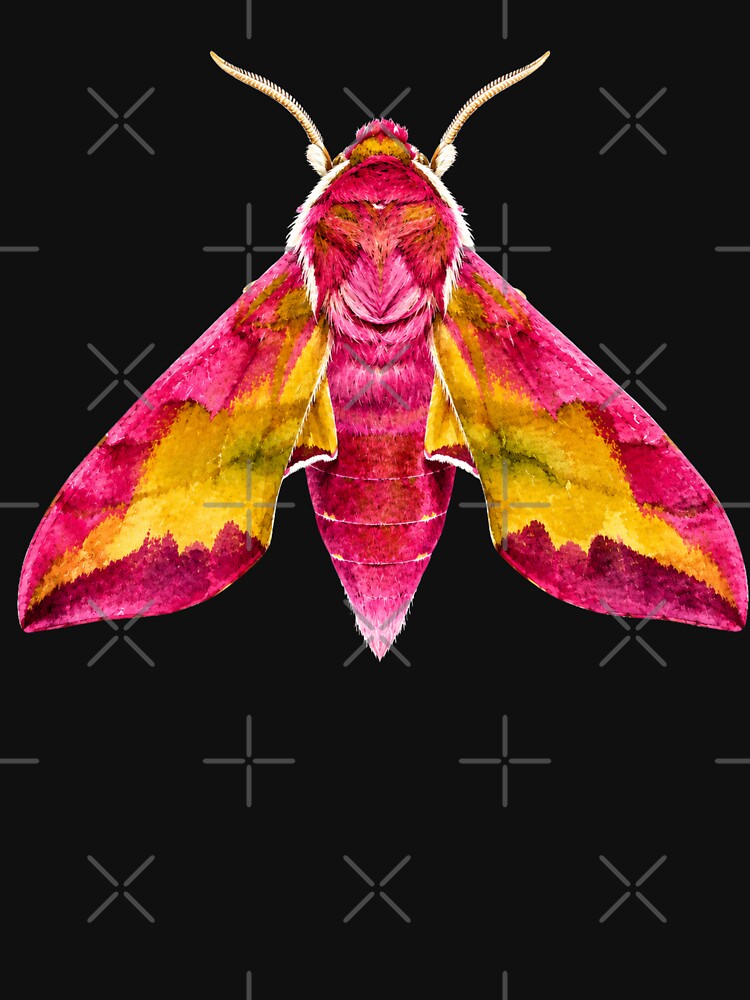 Small Elephant Hawk Moth Deilephila porcellus Watercolor Style by Harpagann