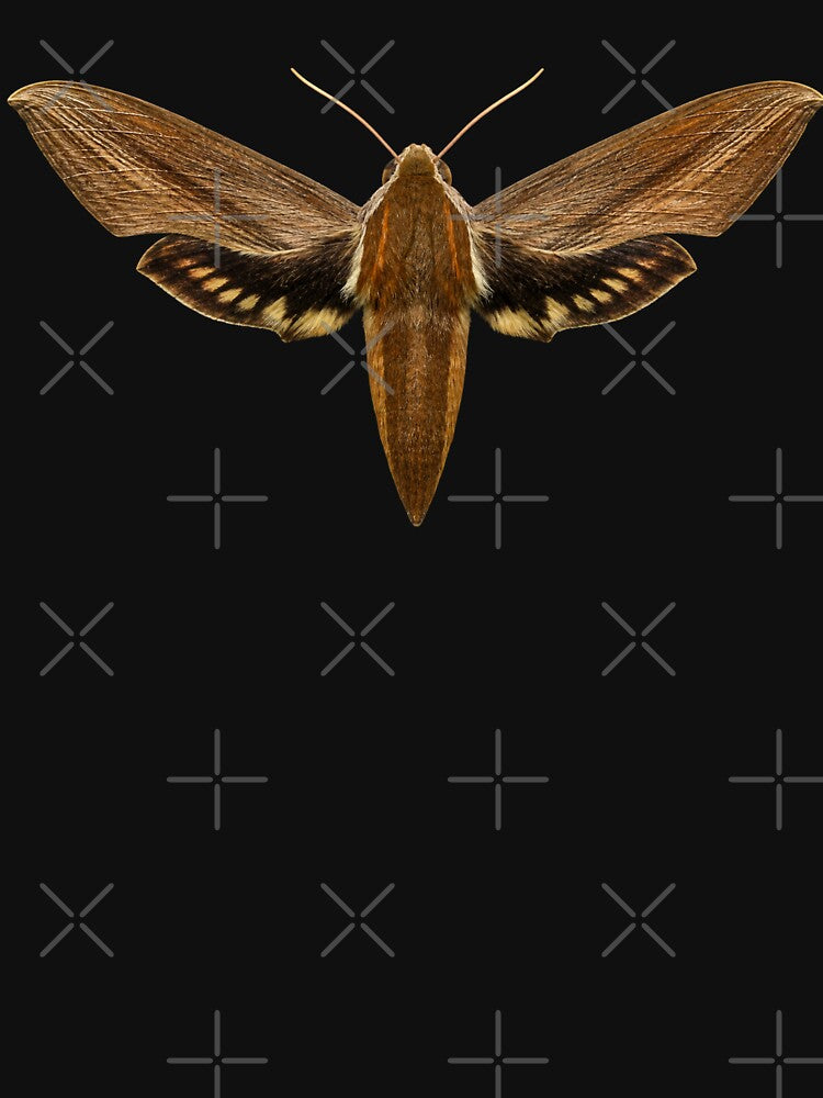 Tersa Sphinx Moth Xylophanes Tersa Realistic Style by Harpagann