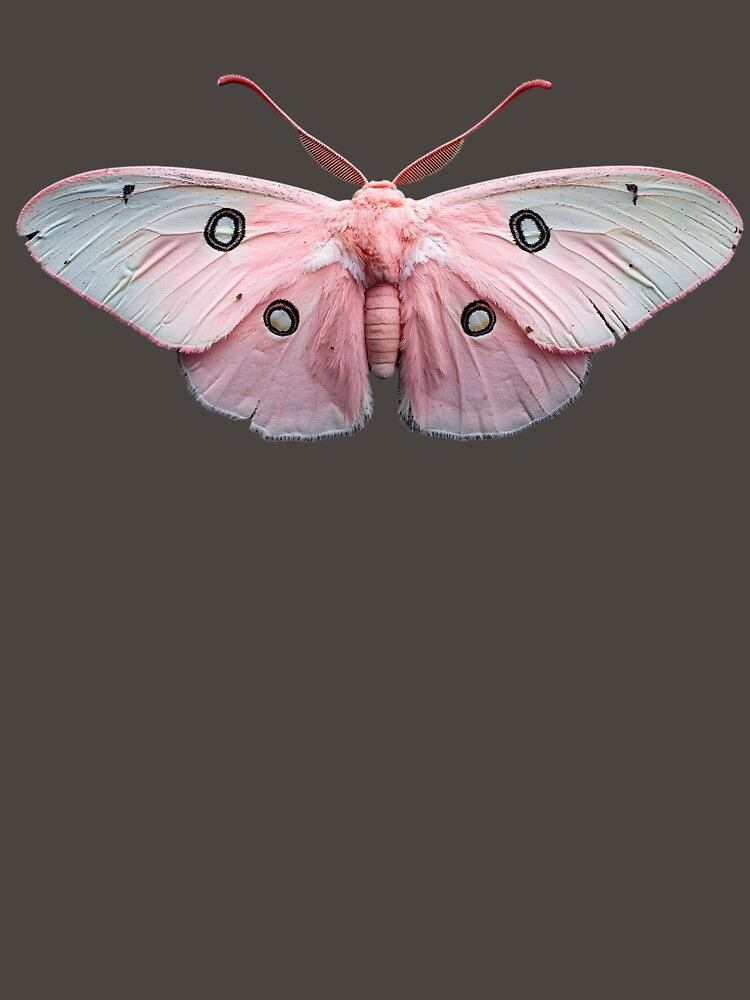 Pink Moth by NomadicDreamer