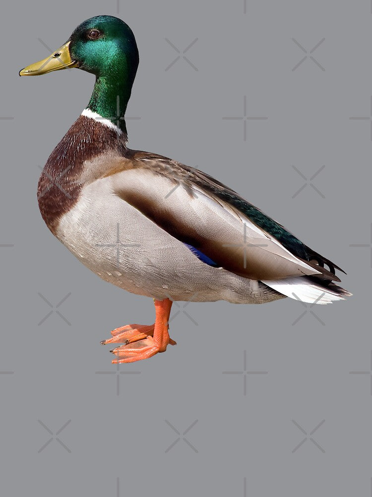 Mallard Duck Standing by Futurebeachbum