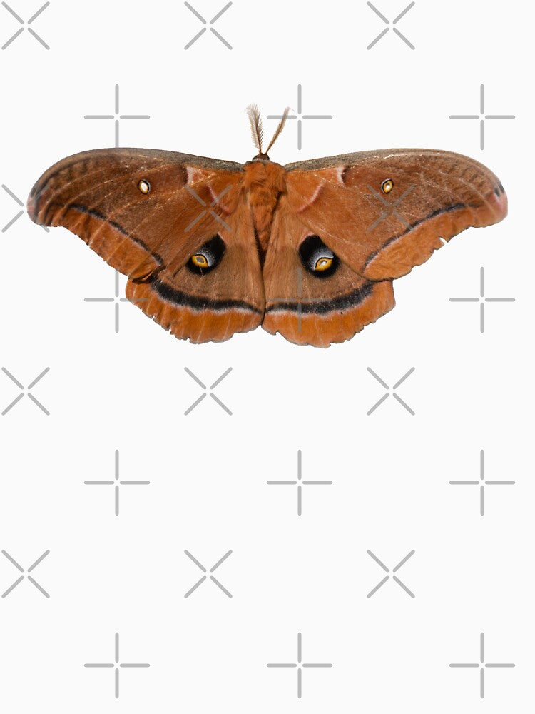 Polyphemus moth by Zina Stromberg