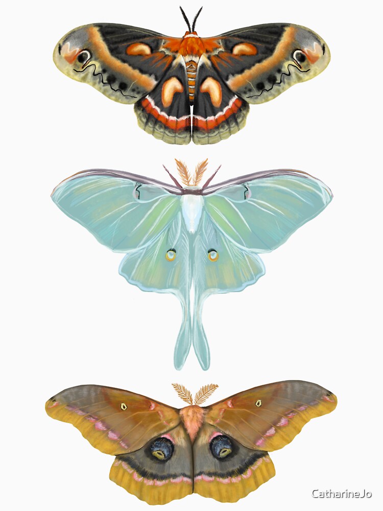3 Moths by Katie Morris Art