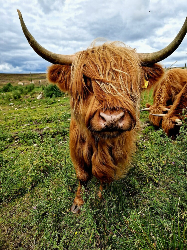 Highland Cow #2 by Pix-Perfect Photographs