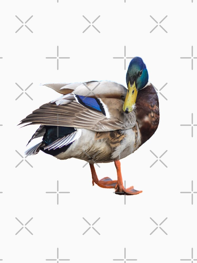 Mallard Duck by Sandwhit