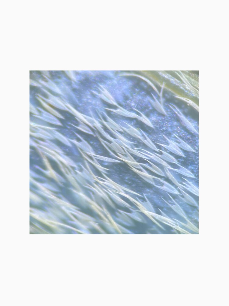Luna Moth Wing Under Microscope #1 by curiocabinets
