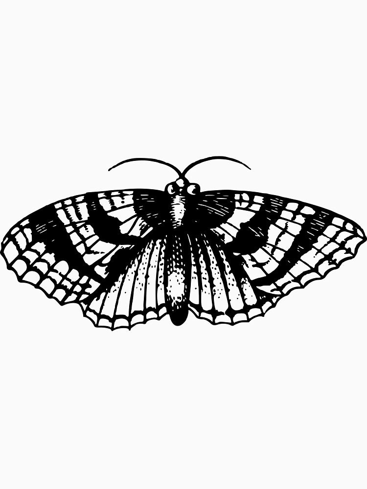 Moth by Reethes
