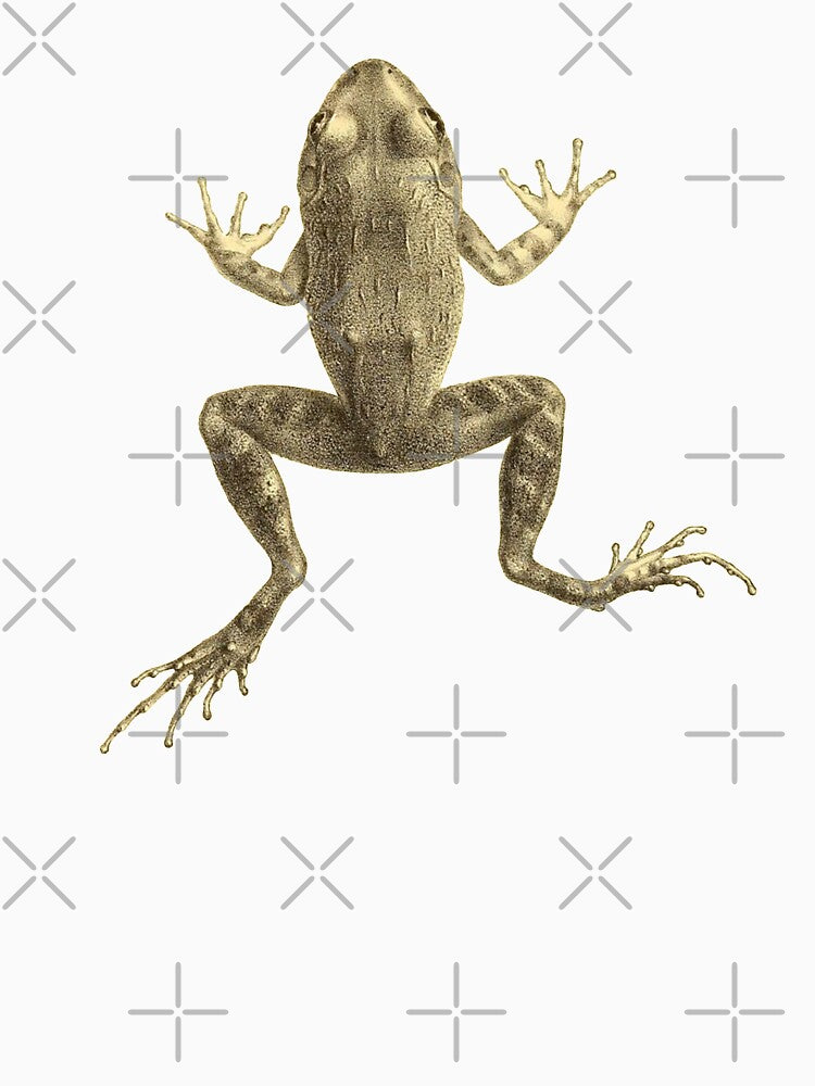 Scientific Illustration of a Frog by bookishneighbor