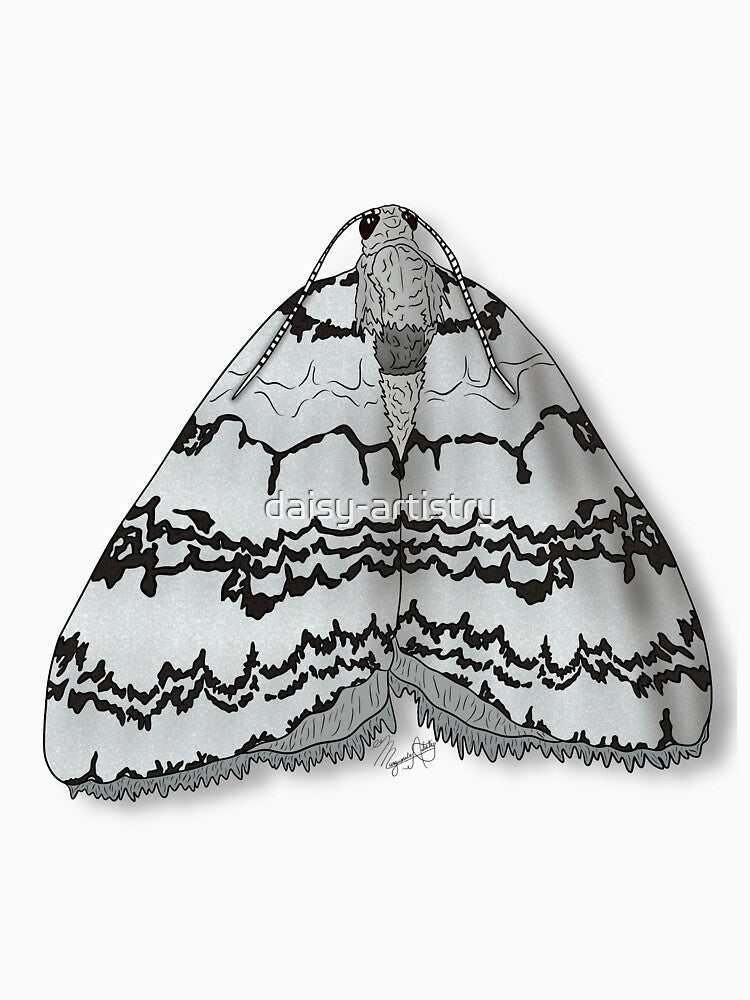 November Moth by Marguerite Artistry