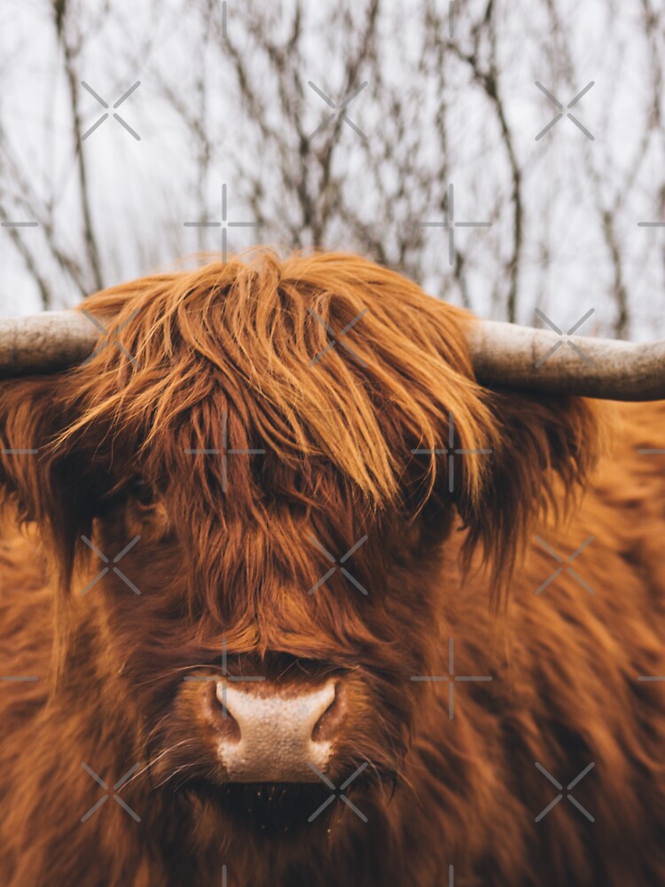 Highland Cow Real Life by AnimalLover4eva