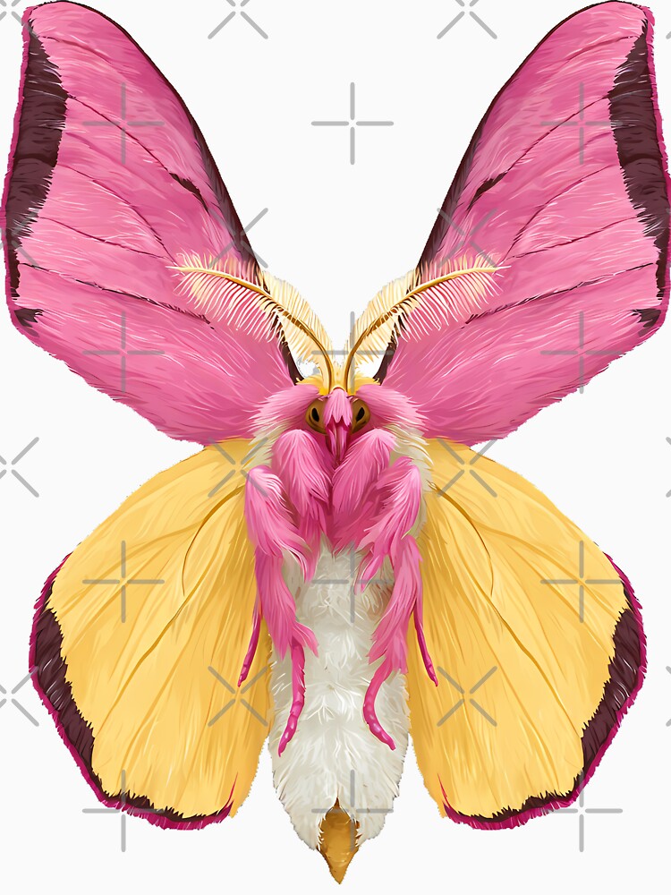 Rosy Maple Moth by pumsquare
