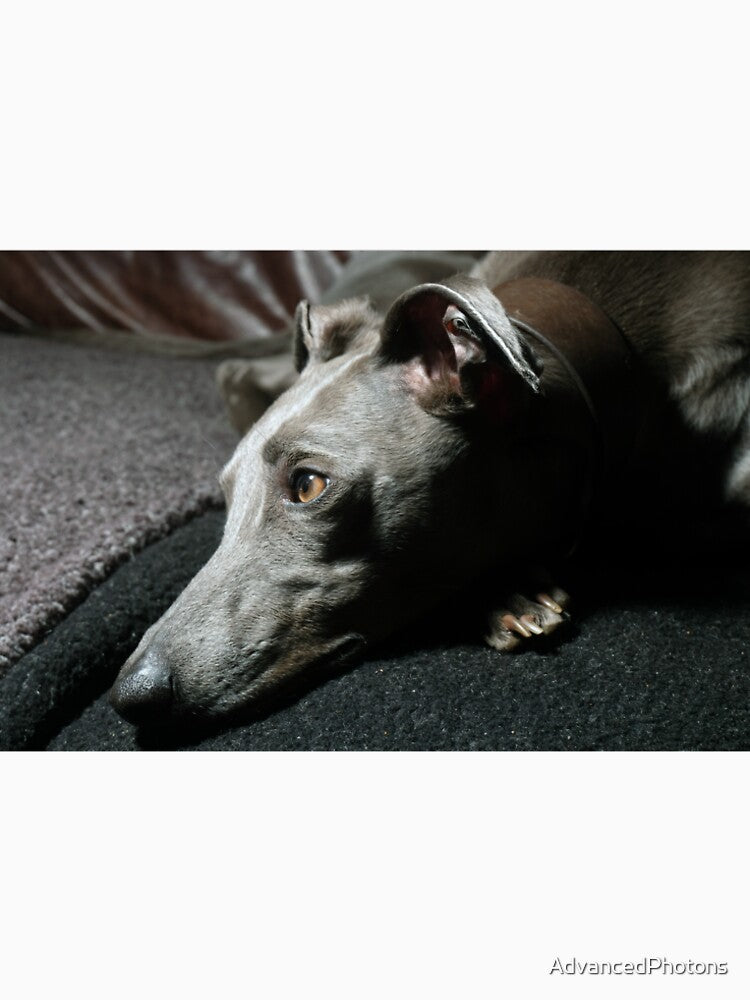 Whippet Portrait - Profile by AdvancedPhotons