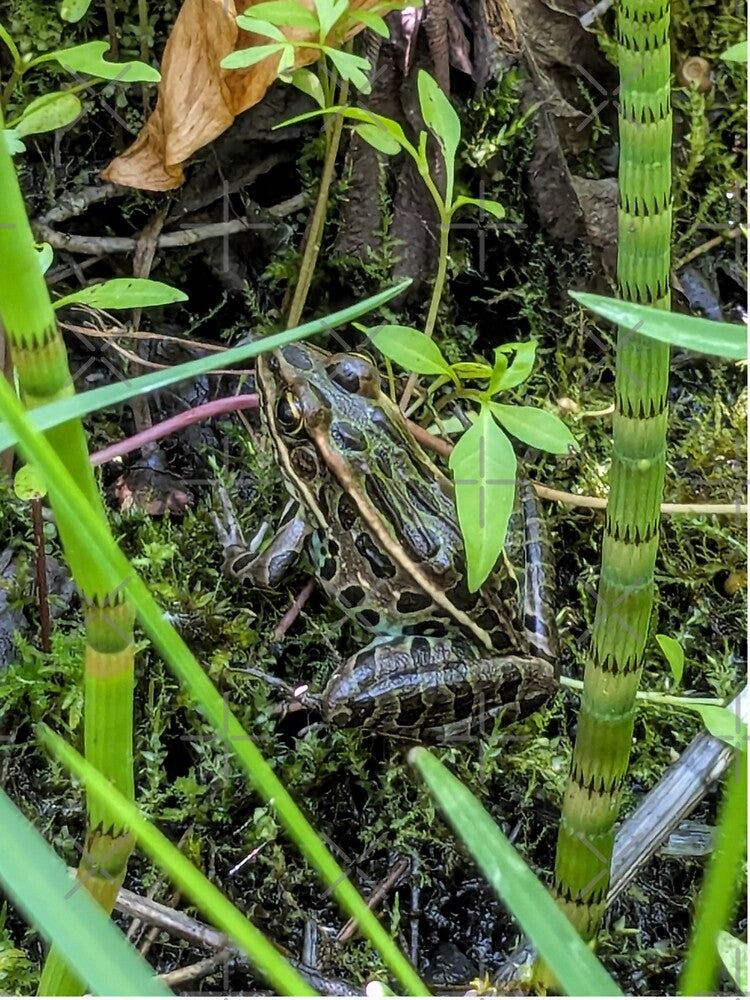 Leopard frog by arfff