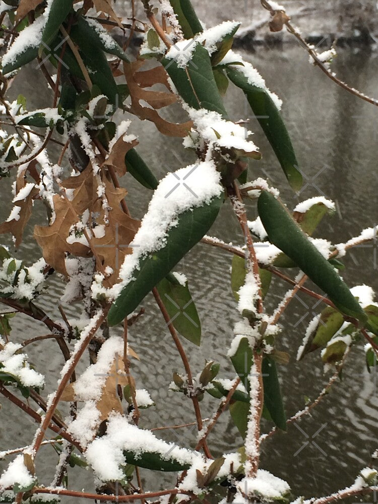 Snowy Leaves Close Up by CJRPics