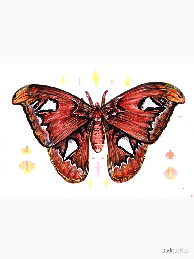 Atlas Moth by sadnettles
