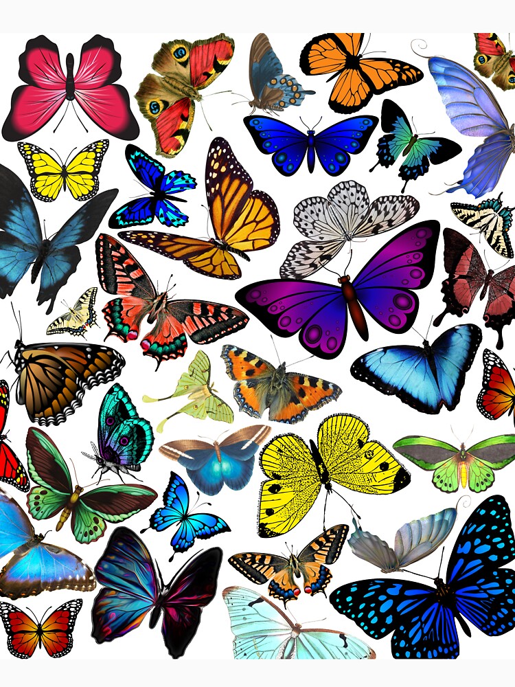 Collection of butterflies by SoukainaAl
