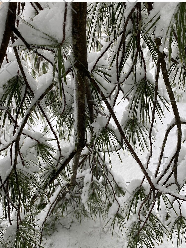 Under the Snowy Pine Tree by CJRPics