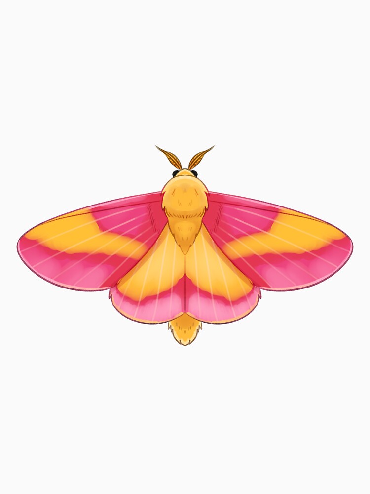 Rosy Maple Moth by jupiter-cactus