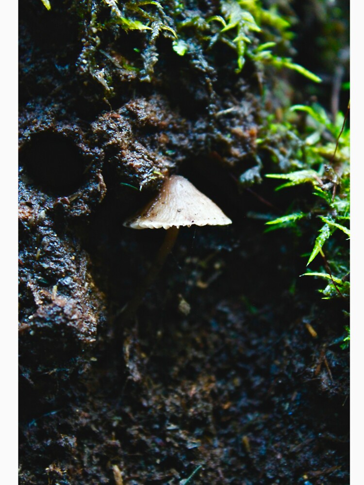mushroom 10 by mjoffe