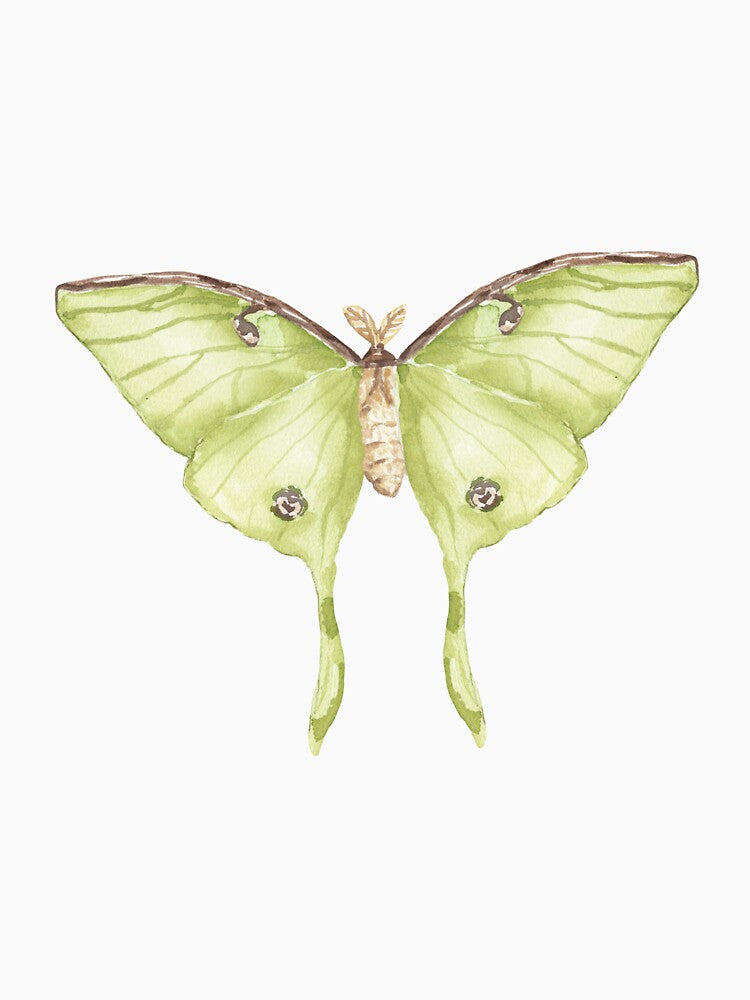 luna moth by ciarameadows