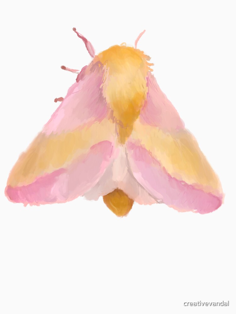 Pattern Dryocampa rubicunda – Rosy Maple Moth Illustration by creativevandal