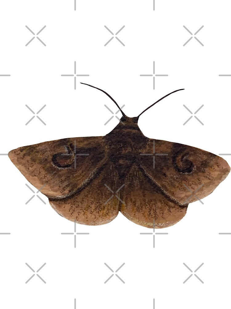 owlet moth by kaitlynyaru.art